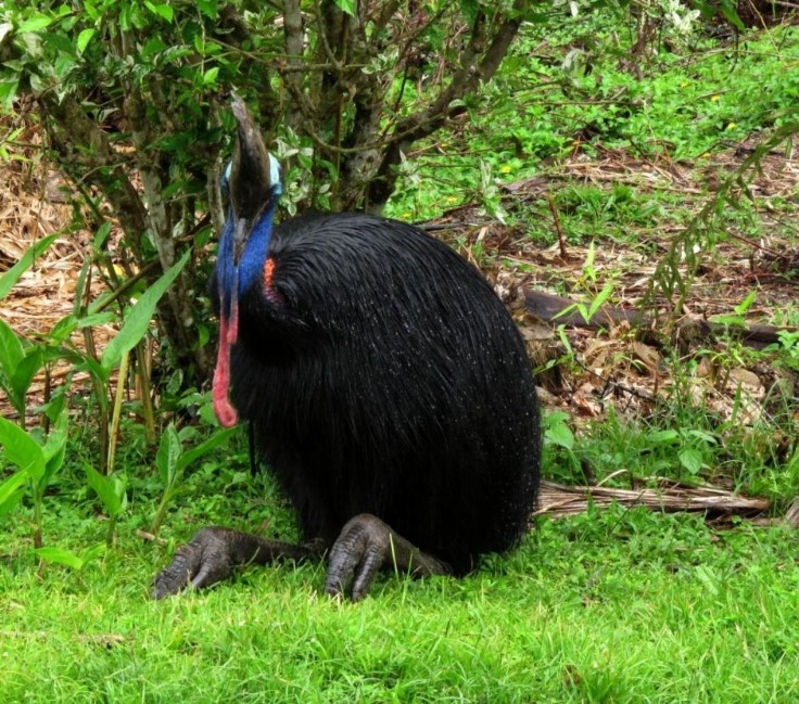Adult Cassowary resting outside the Old Pottery at Etty Bay