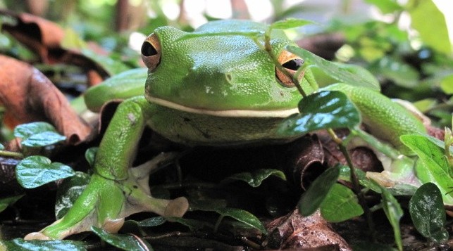 Happy Green Frog 