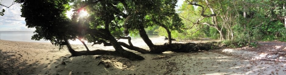 Etty Bay beach, southern end with old tree