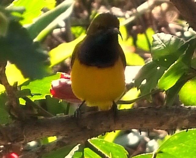 Sunbird perched on Hybiscus